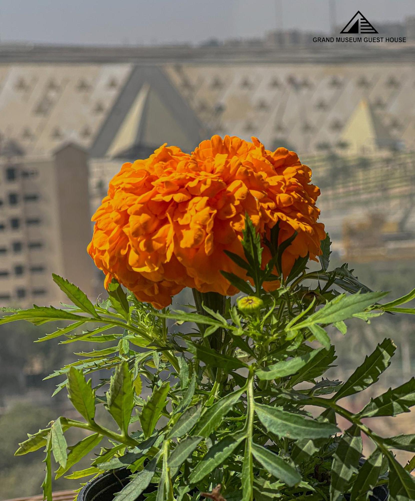 Grand Museum & Pyramids View Hotel Kafr Ghatati Exterior photo